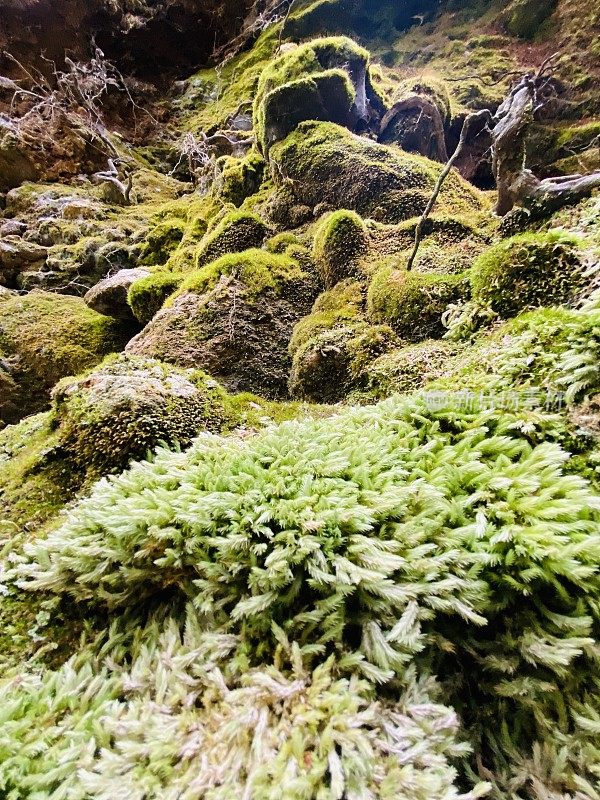 雨林苔藓特写镜头