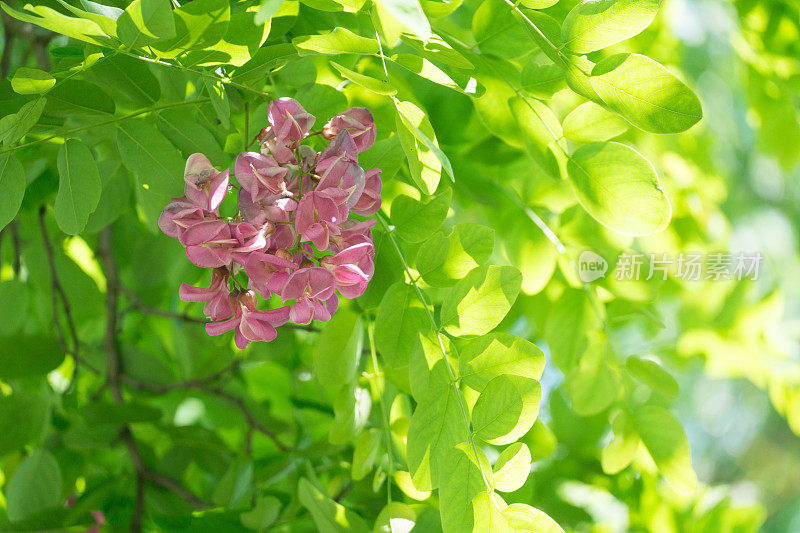 刺槐“胭脂”或刺槐-刺槐-红色开花树