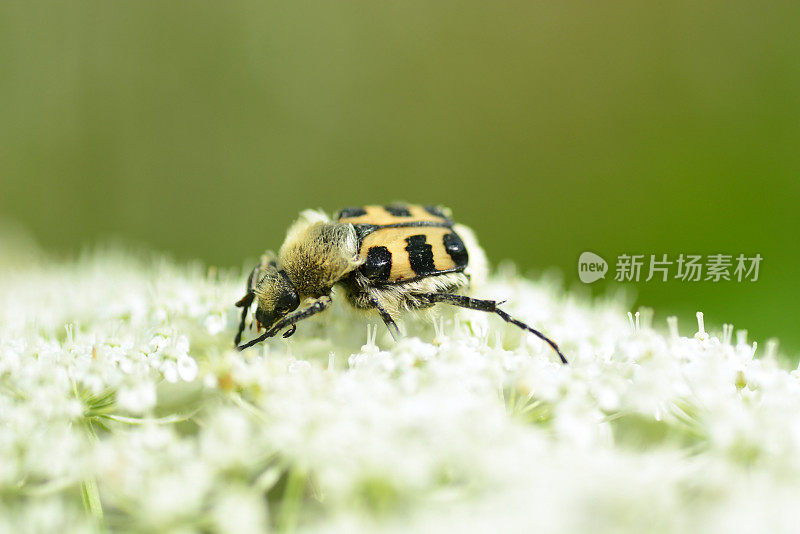 欧亚蜜蜂甲虫