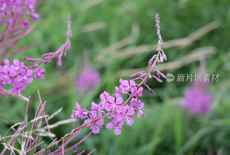 加拿大湿地夏季的杂草