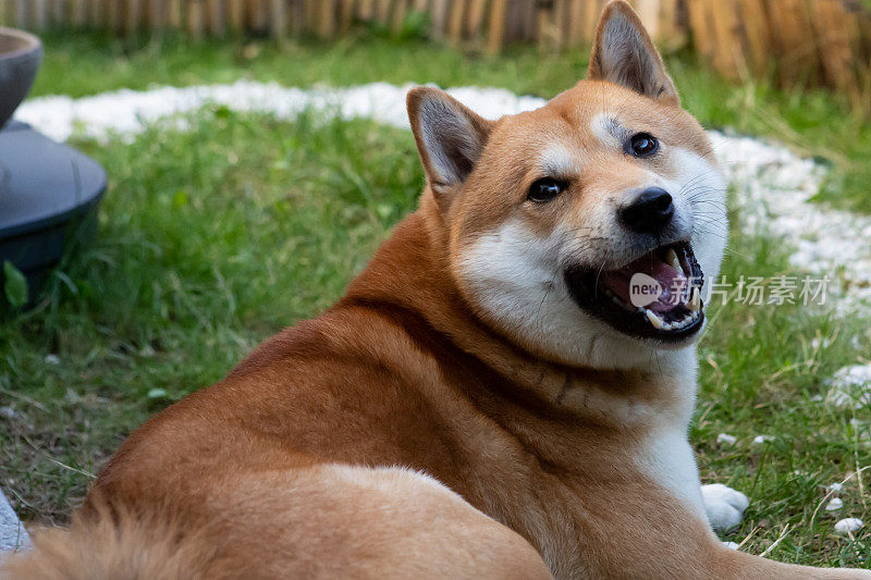 日本柴犬转向镜头