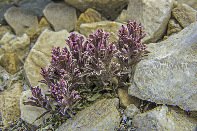 矮画笔，古狐尾松林;因约国家森林，白山，加利福尼亚州;semi-parasitic植物