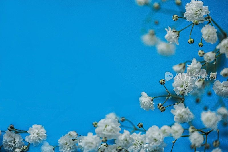 蓝色的背景与gypsophila花