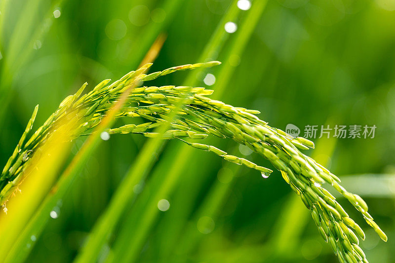 露水滴在稻叶上，稻花从种子开花