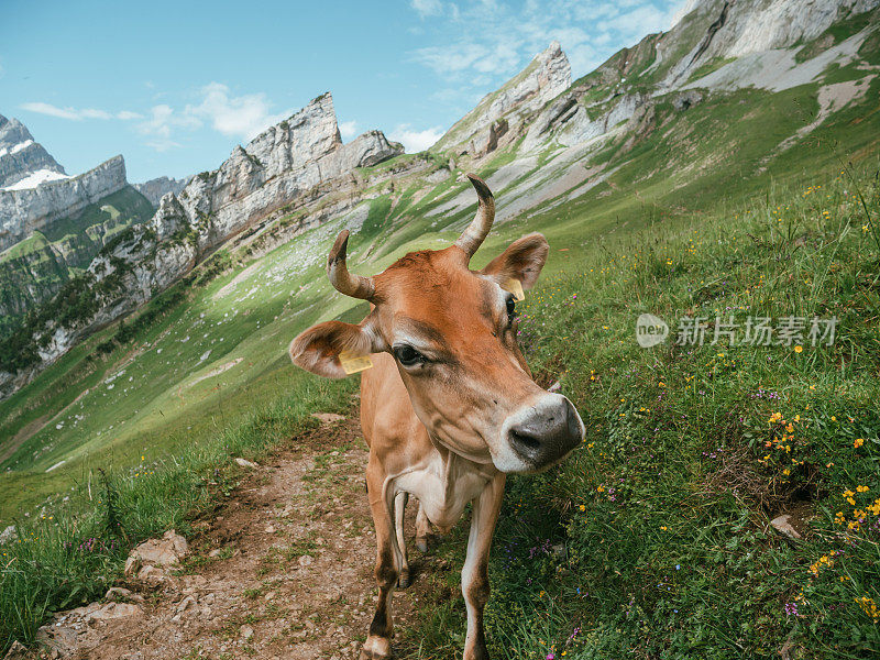 山路上的阿彭策勒牛的肖像