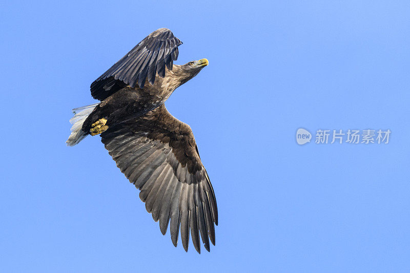 在挪威北部上空觅食的白尾鹰或海鹰