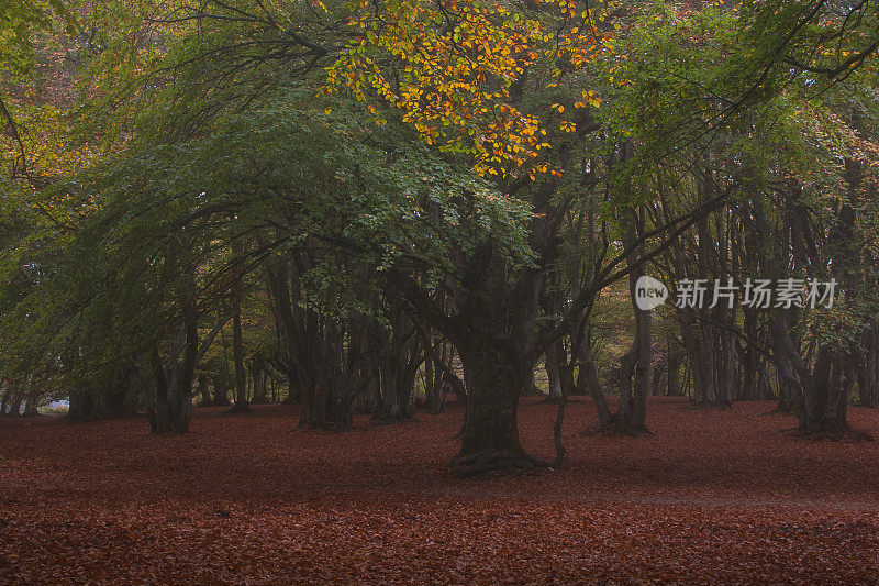 一种世俗的山毛榉树，生长在伊泰马尔凯的著名森林坎菲托