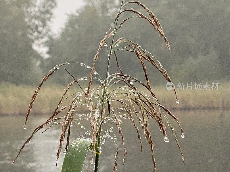 雨滴像珍珠