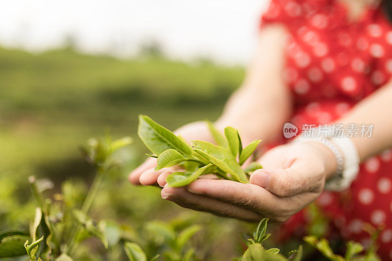 近距离看亚洲妇女的手拿着茶叶，她在种植园里采摘。