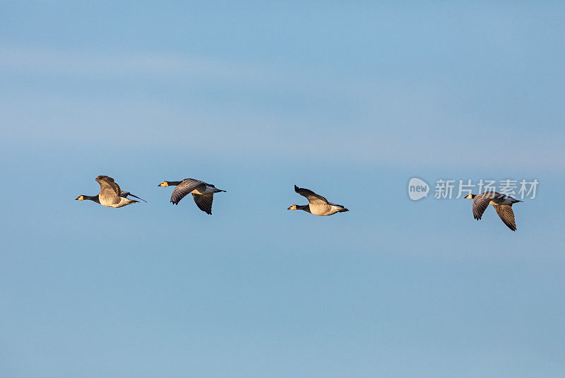 藤壶飞鹅