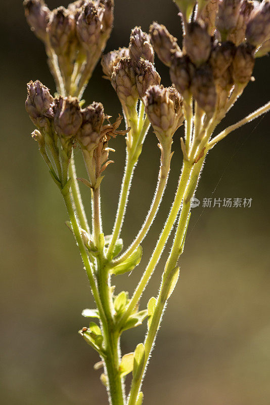 从背光石竹茎与散焦森林背景分叉的播种头