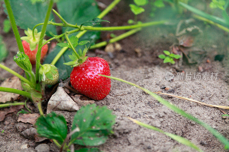 草莓田里的有机草莓