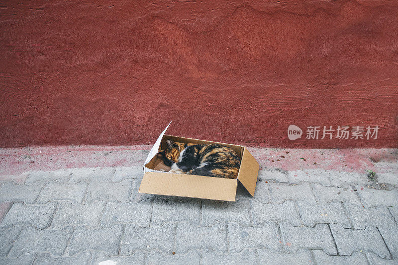 流浪猫睡在街上的一个箱子里