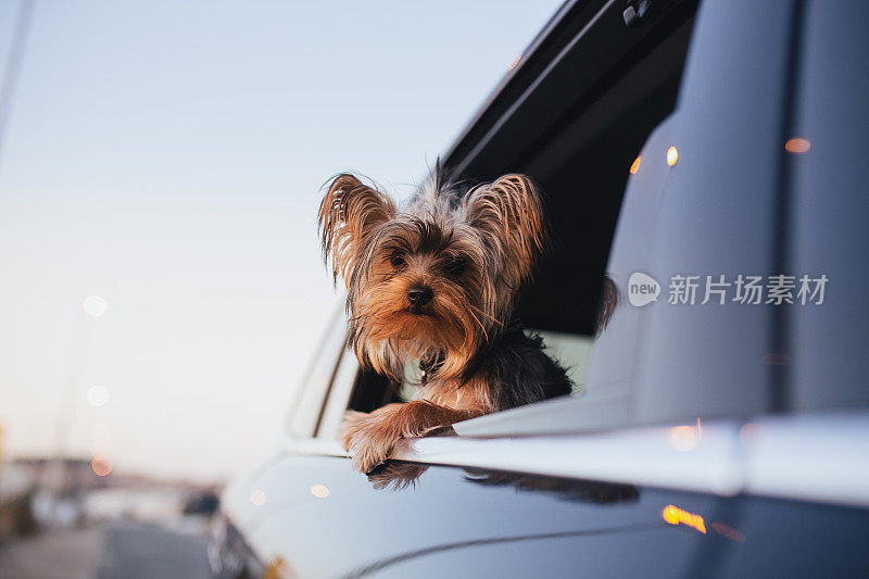 从车窗往外看的约克郡犬。