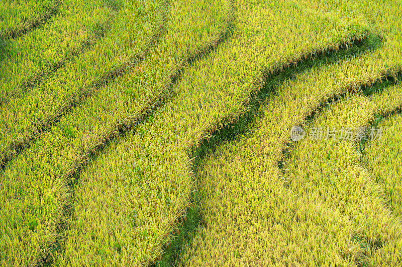 绿色稻田图案分辨率高