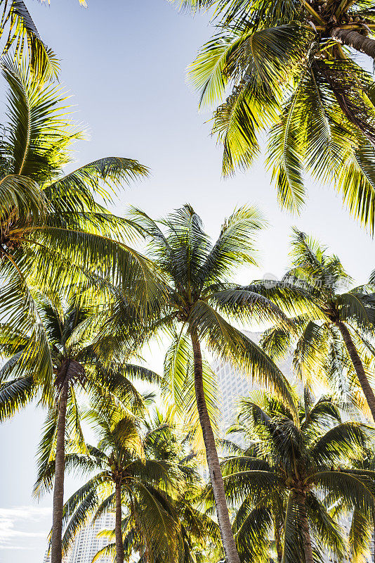 迈阿密的棕榈树公园