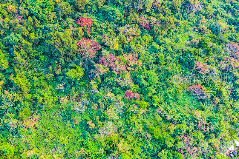 头顶上彩色混合的秋季森林空中背景，直接从上面制作