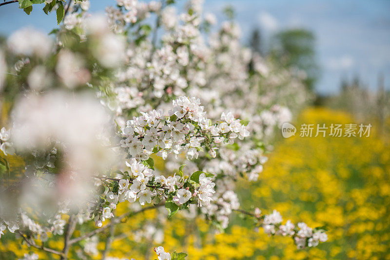 盛开着蒲公英的果园