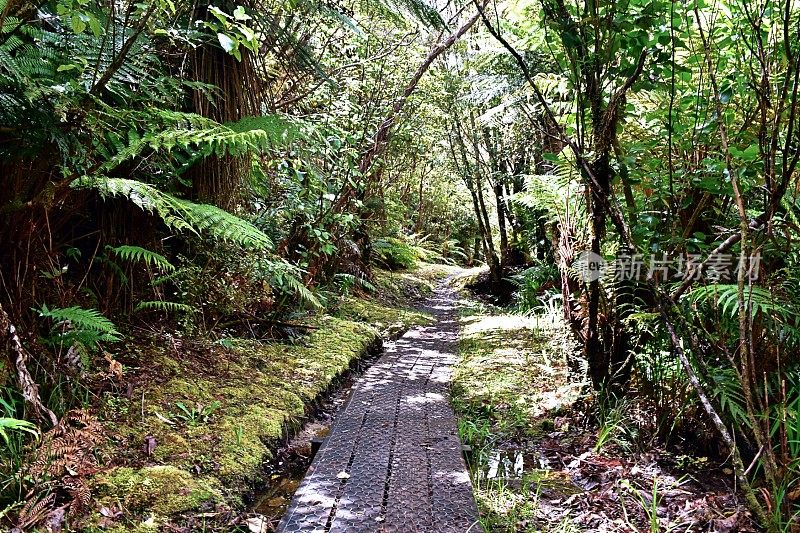 步道穿过狗仔国家公园，西海岸地区，新西兰