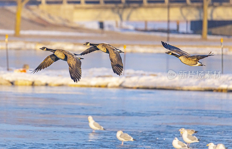 加拿大鹅飞在早晨的阳光在冬天