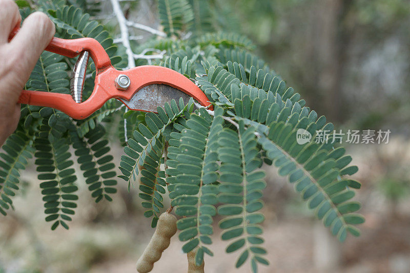 修剪果树