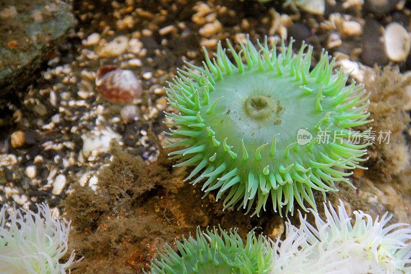 海底的海葵