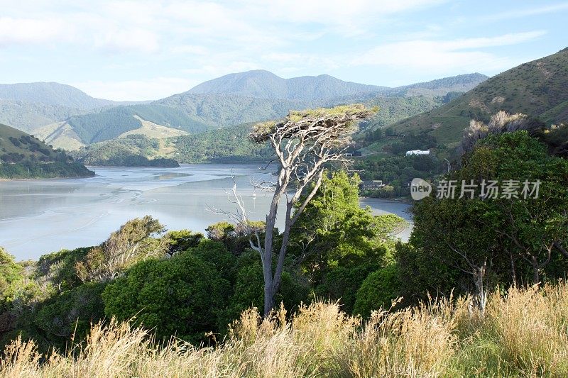 夏日乡村风景中的老卡努卡树