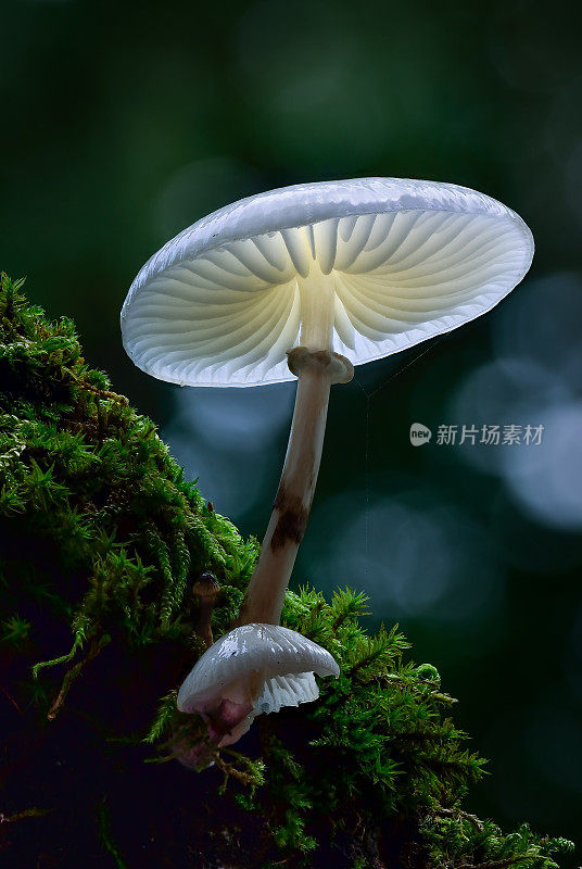 瓷真菌蘑菇