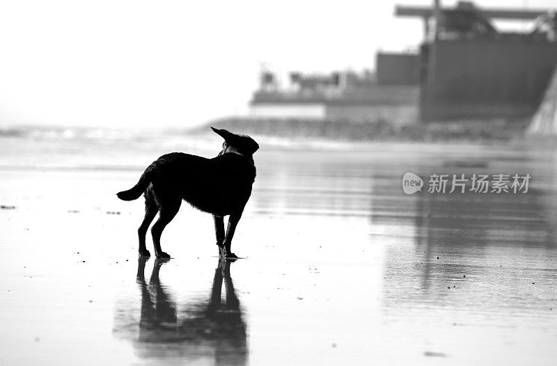 狗与海滩(美国加利福尼亚州圣迭戈县圣奥诺弗雷州立海滩)