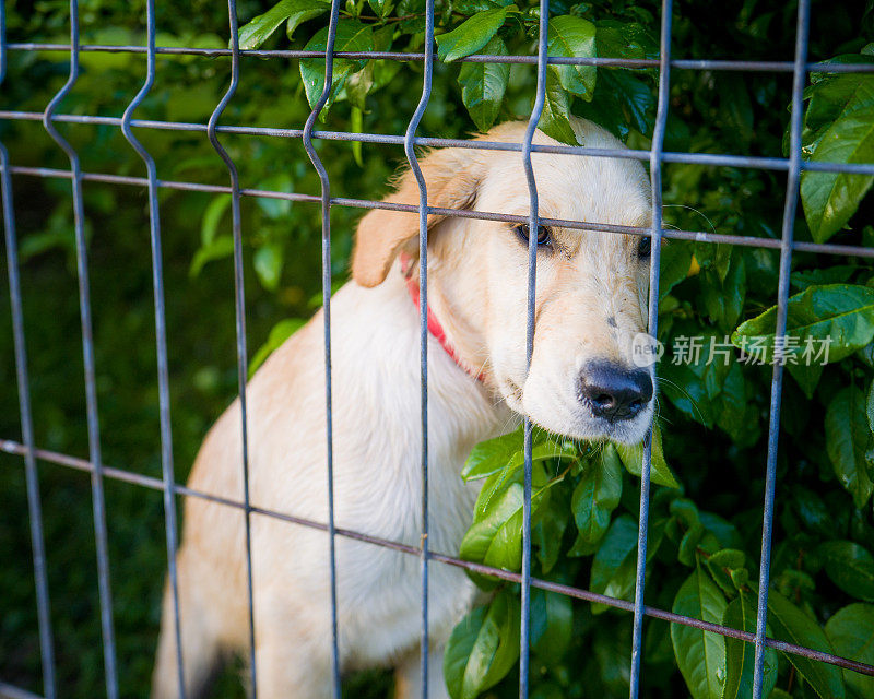 拉布拉多寻回犬被困在铁丝网后面