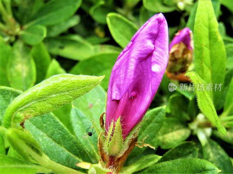 日本。4月底。杜鹃花未开的花。