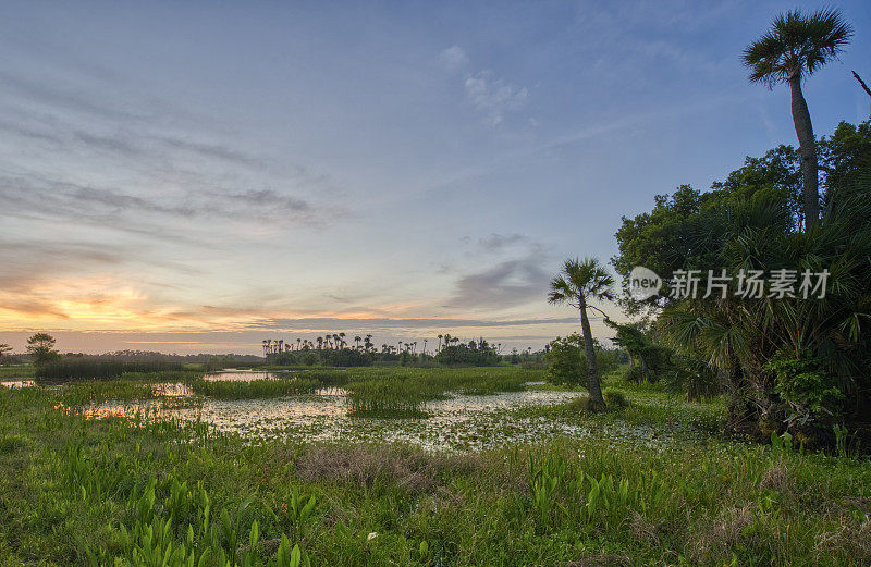 令人叹为观止的奥兰多湿地公园在一个充满活力的日出在美国佛罗里达中部