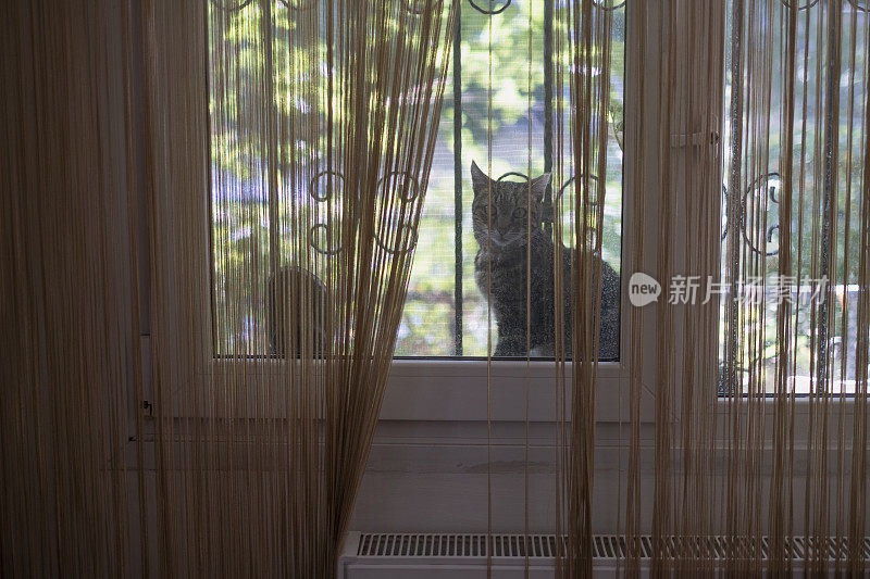 阳台上的野猫越来越近了