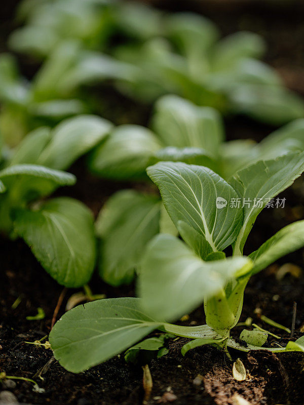 国产小白菜白菜在托盘项圈栽培箱