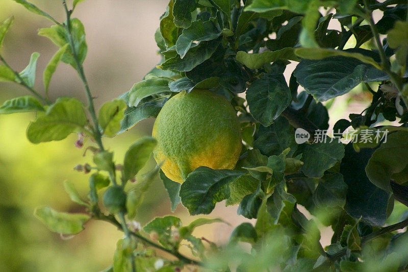 一个柠檬的特写镜头从椴树