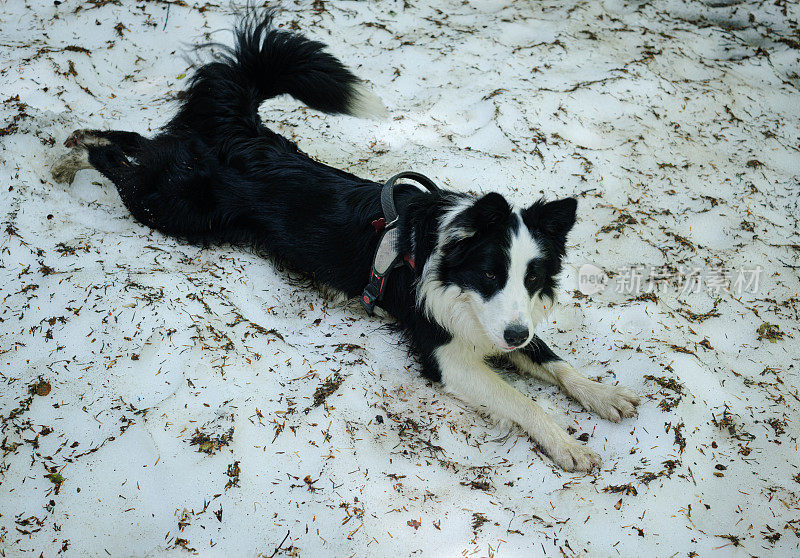 边境牧羊犬在雪地上降温