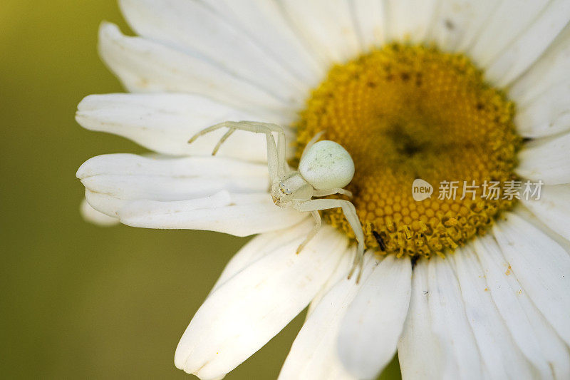 雏菊上的花园蜘蛛