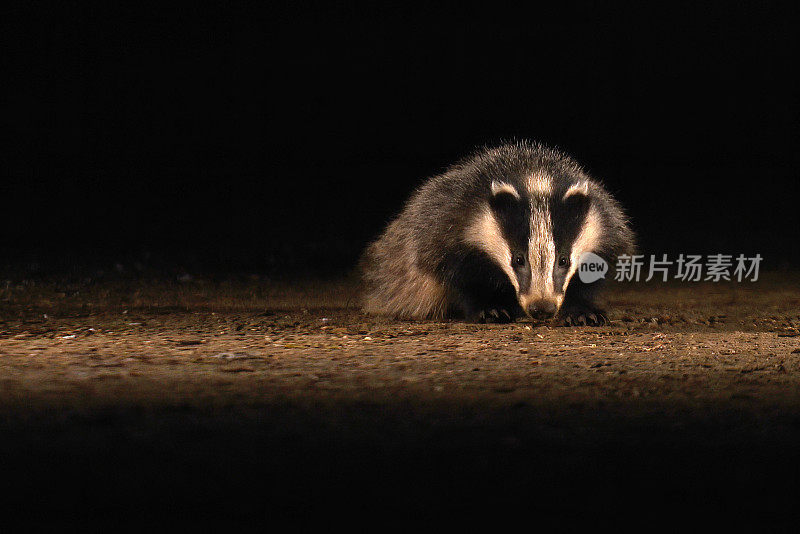 獾幼崽的夜晚