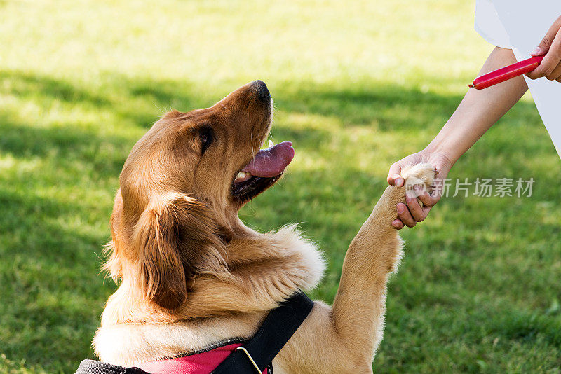 金毛猎犬在自然界中与主人握手