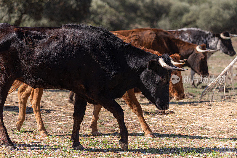 比赛中勇敢的公牛在田野奔跑，一般的和子宫的