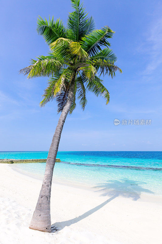 马尔代夫热带海滩，椰子树和海景