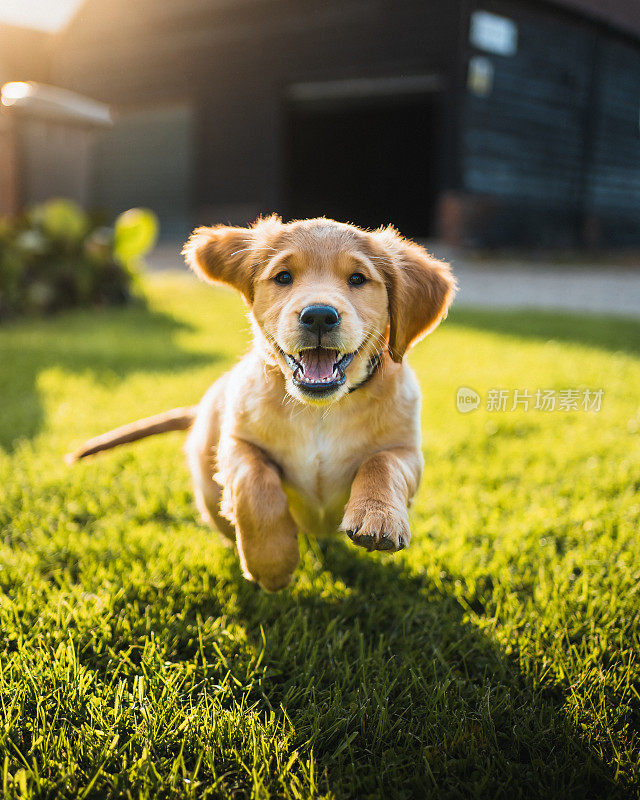 金毛寻回犬在草地上玩耍