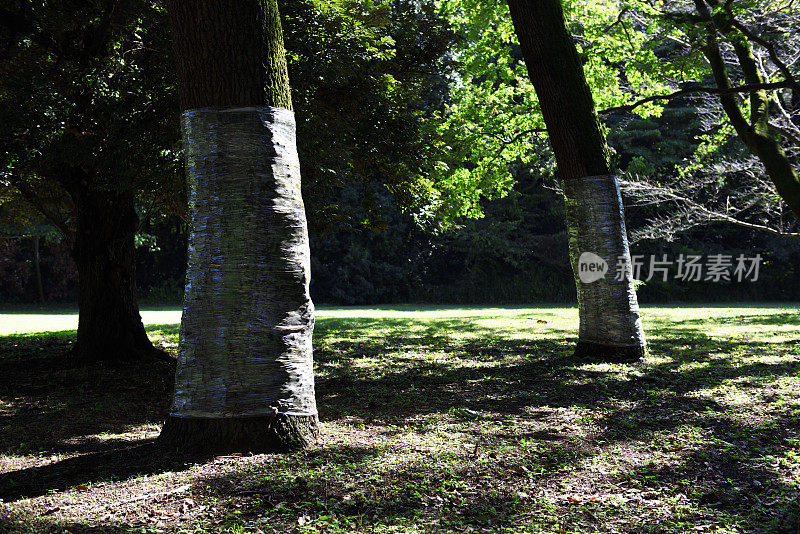 日本橡树在森林里会枯萎
鸭嘴兽用陷阱保护树木
结合质量捕获装置使用)和薄板涂层
我们正在采取已经采取过的措施。