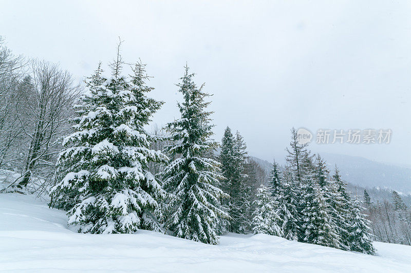 冬天的风景在雾与雪和树枝覆盖着白霜和冰冻的雪。高质量的照片