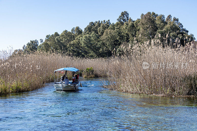 木制游船载着游客穿过芦苇的河流