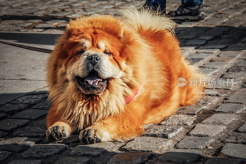 一只引人注目的橙色松狮犬躺在城市的鹅卵石上看着镜头
