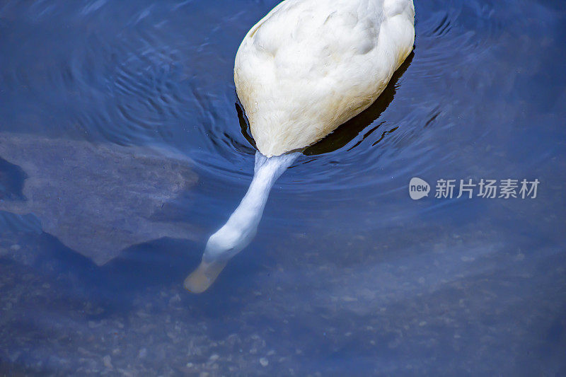 一只美国北京(家鸭)正在水下进食