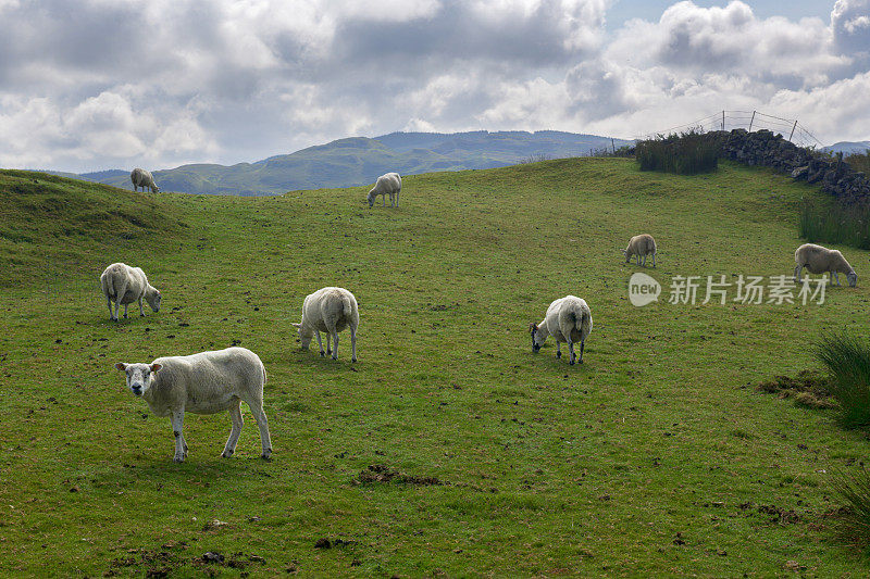 苏格兰阿吉尔郡奥班附近的Kerrera岛上，羊群在山坡上吃草。