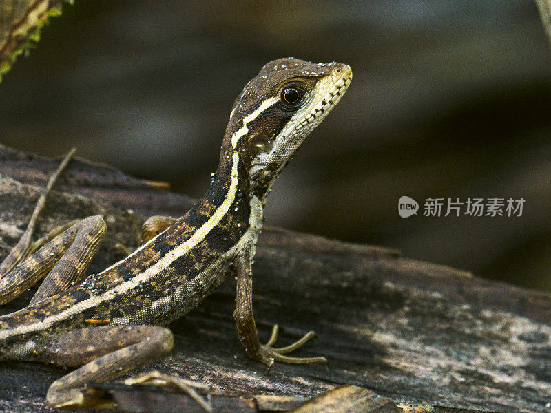 沙漠草原鞭尾蜥蜴