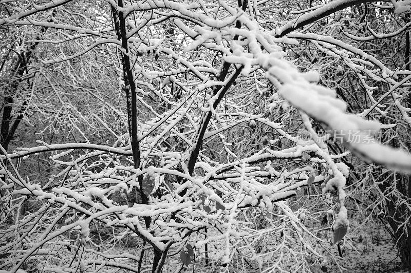 公园在冬天下雪